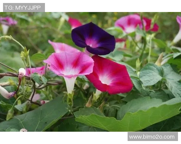 奥尔良与沙托鲁激战正酣2019年10月26日精彩回顾与分析 奥尔良与沙托鲁激战正酣2019年10月26日精彩回顾与分析